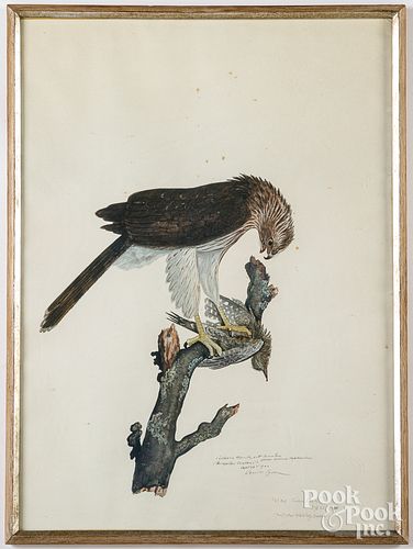Carroll Tyson ornithological lithograph