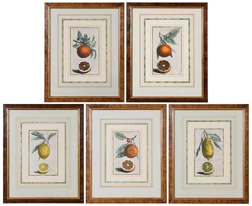 Five Cornelis Kick Engravings of Citrus Fruits
