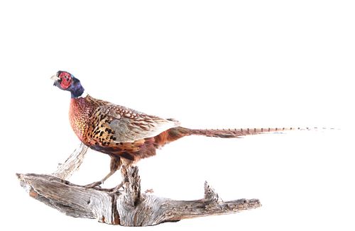 Excellent Full Standing Pheasant Taxidermy Mount