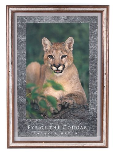 Eye Of The Cougar By Denver Bryan Framed Photo