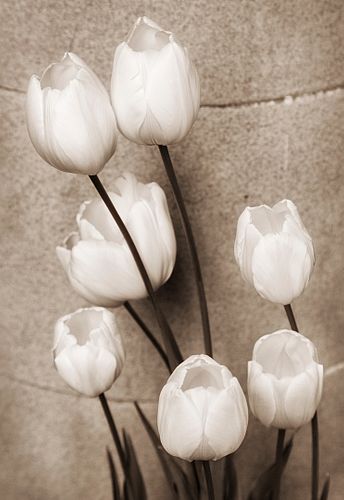 JUDY YEMMA, White Tulips