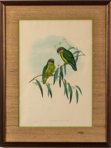 Gould and Richter Parrot Lithograph