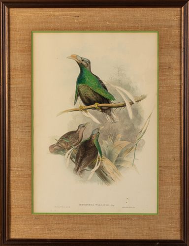 Gould and Richter Bird Print Lithograph