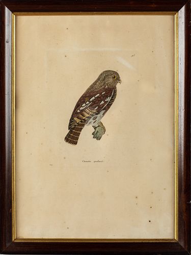 Jean Gabriel Pretre (1800-1850) Owl Engraving