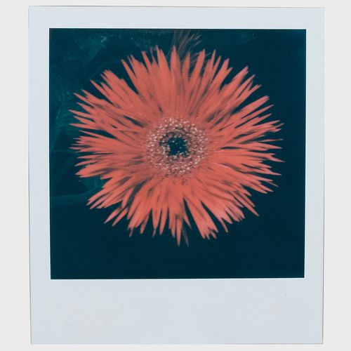 Attributed to Nobuyoshi Araki (b. 1940): Red Starflower