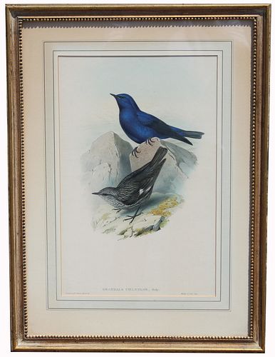 Gould Birds of Asia Lithograph