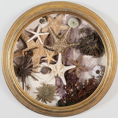 Shell and Sealife Assemblage