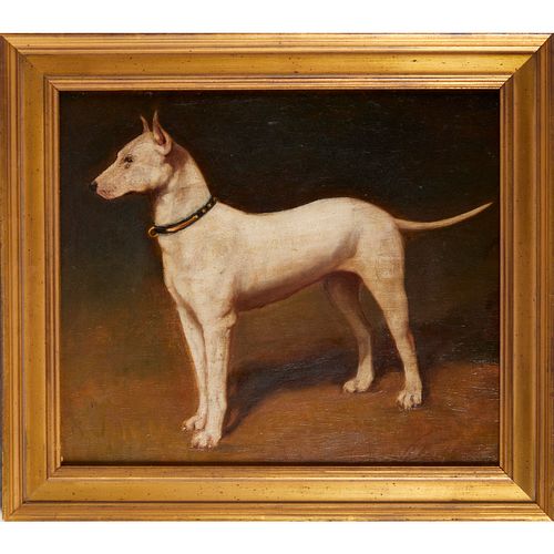 British School, portrait, English Bull Terrier