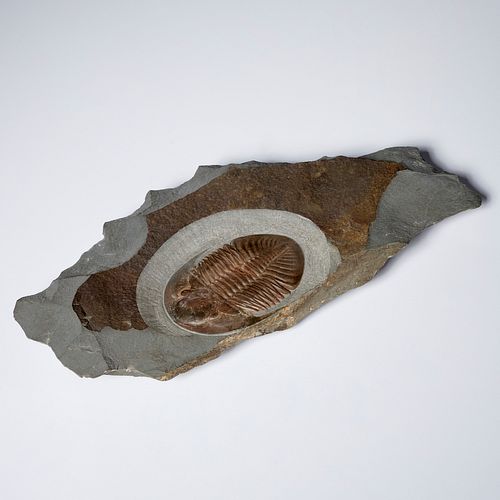 Large trilobite fossil