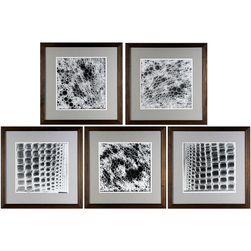 Set (5) framed micro photographs