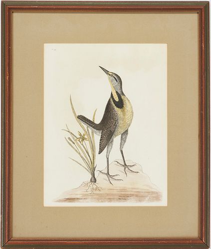 Mark Catesby Bird Print, The Large Lark