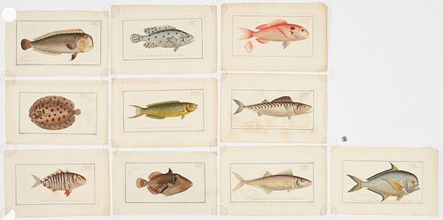 10 Marcus Elieser Bloch Fish Engravings