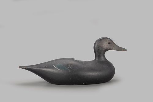 Early "Angel Wing" Black Duck Decoy, Joseph W. Lincoln (1859-1938)