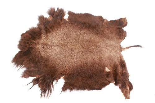 Montana Buffalo Bison Professional Taxidermy Hide