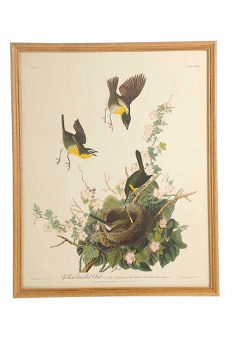 After Audubon Yellow Breasted Chat Lithograph #28