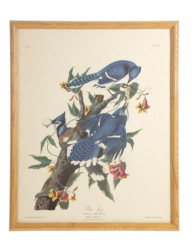 After Audubon No. 21 Blue Jay Lithograph Plate CII