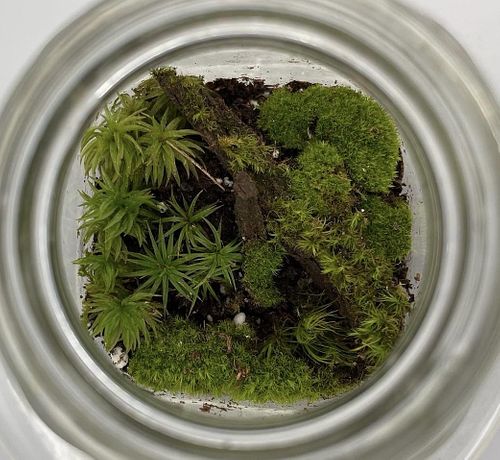 Private Workshop - Build Your Own Terrarium with Arianna Peluffo