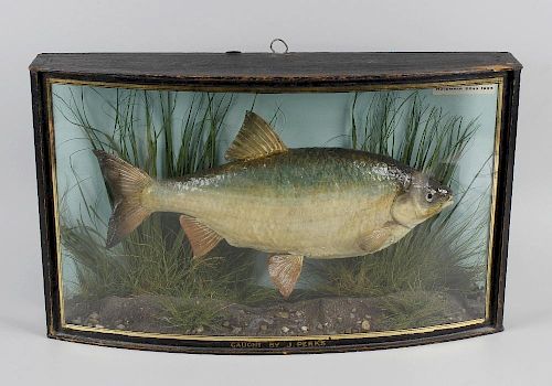 Taxidermy: An early 20th century natural history specimen depicting a Perch in riverbed setting, det