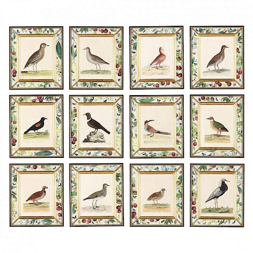 Twelve (12) Ornithological Prints by Eleazar Albin (British, active 1713-1759)