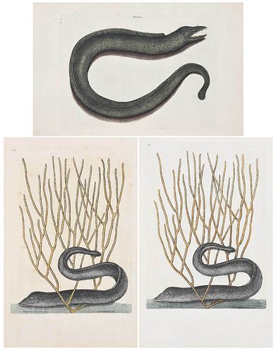 Three Mark Catesby Eel Engravings