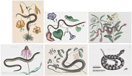Six Mark Catesby Related  Engravings, Snakes