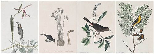 Four Mark Catesby Songbird Engravings