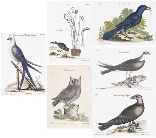 Six Engravings After Mark Catesby, Birds