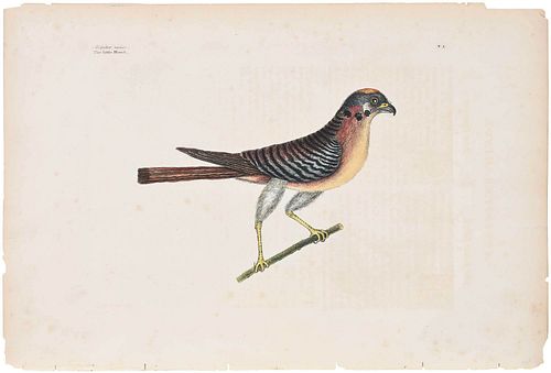 Mark Catesby Engraving