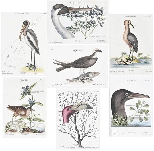 Seven Engravings After Mark Catesby, Waterbirds 