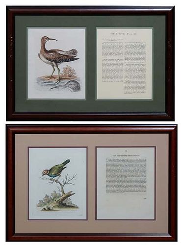 George Edwards (British, 1694-1773), "The Red Headed Finch from Suriname," and "The Whimbrel, Aquata Minor," 20th c., pair of colored engravings after