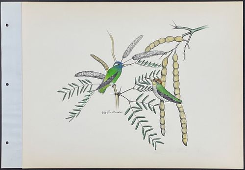 Brasher - White-ear Hummingbird. 440-1