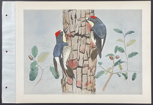 Brasher - Anteating Woodpecker. 407