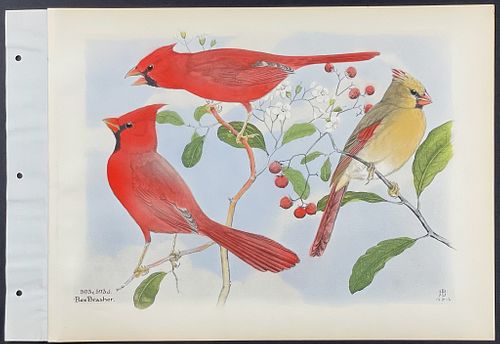 Brasher - Graytail & Florida Cardinal. 593c