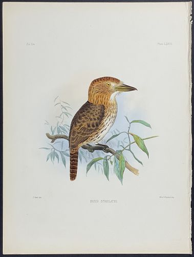 Sclater - Eastern Striolated Puffbird. 77
