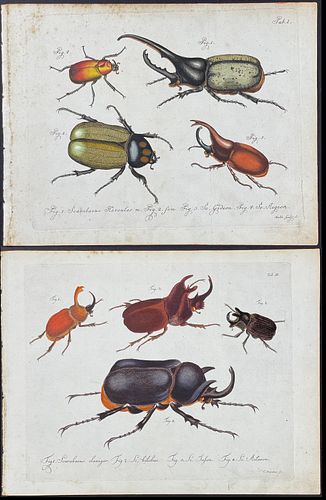 Jablonsky - 4 Beetle Engravings