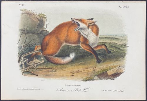 Audubon - American Red Fox. 87
