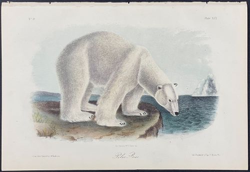 Audubon - Polar Bear. 91