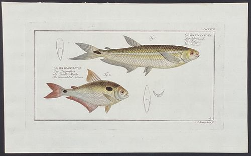 Bloch, Folio - Bimaculated Salmon & Piabuco. 382