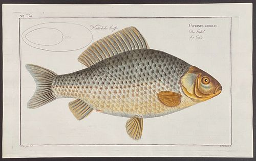 Bloch, Folio - Fish - Cyprinus Gibelio. 12