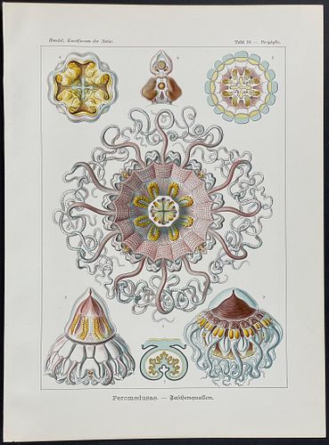 Haeckel - Jellyfish; Peromedusae. 38