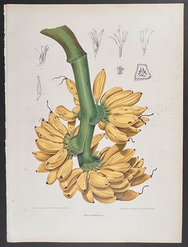 Nooten, Folio - Plantain; Musa Paradisiaca