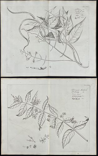 Rheede - 3 Botanical Engravings