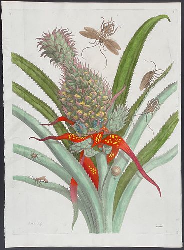 Merian, Folio - Pineapple & Insects. 1