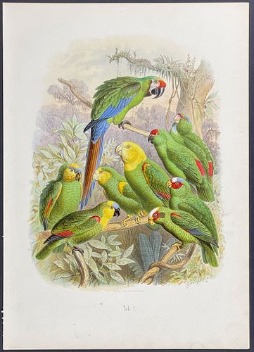 Reichenow - Parrots. 1