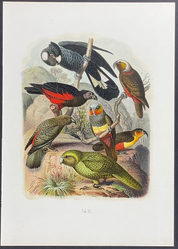 Reichenow - Parrots (Including Kakapo [Ground Parrot from New Zealand], and other likely Australian or New Zealand Birds). 18