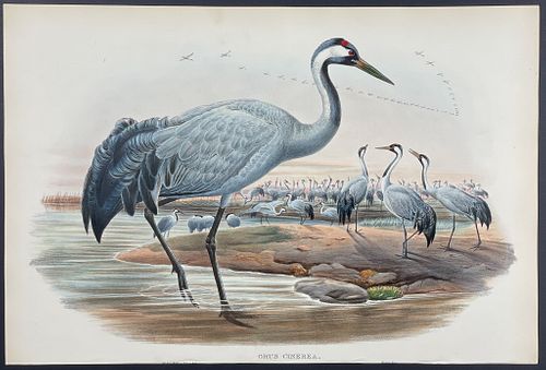 Gould - Common Crane