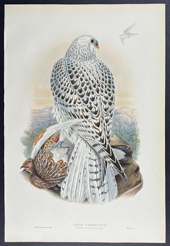 Gould - Greenland Falcon (dark race, young)