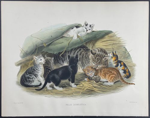 Elliot, Large Folio - Domestic Cat