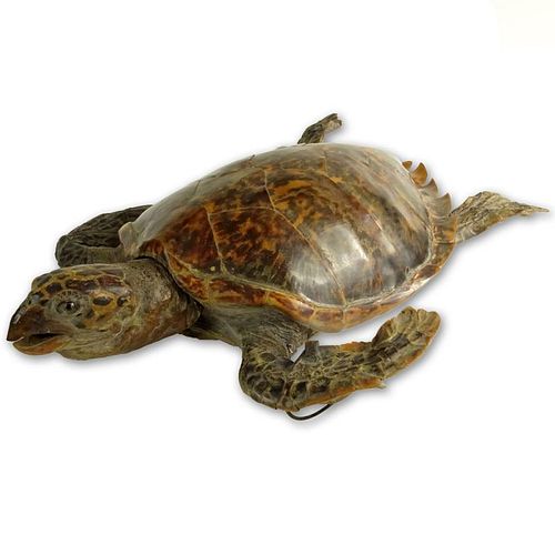 Antique Tortoise Taxidermy Mount. Late 19th - Early 20th Century.