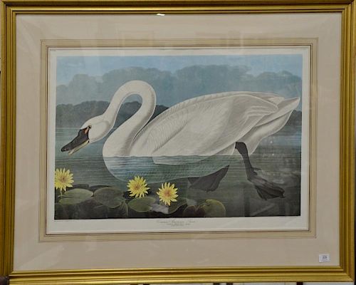 After John James Audubon 
Common American Swan 
chromolithograph 
Amsterdam Edition of "The Birds of America" 1971-1973 
plate #411 ...